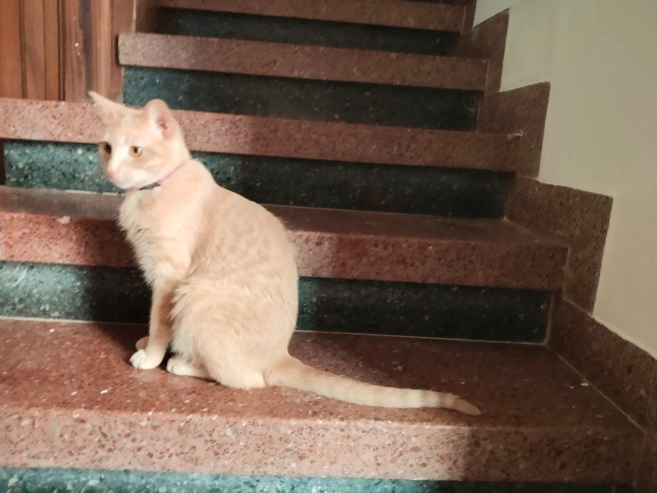 Кот персикового окраса